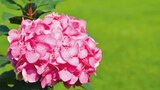 Hortensien im Angebot bei Hagebaumarkt in Dülmen Hortensien Angebote von Endless Summer bei Hagebaumarkt Dülmen für 19,99 €