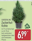 Zuckerhutfichte von GARDENLINE für 6,99 € bei ALDI Nord im Angebot Zuckerhutfichte von GARDENLINE im aktuellen ALDI Nord Prospekt