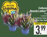 Calluna „Beauty Ladies“ Angebote bei EDEKA Augsburg für 3,99 €