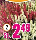 Besenheide „Beauty Ladies Twin“ im Hornbach Prospekt Besenheide „Beauty Ladies Twin“ von floraself im aktuellen Hornbach Prospekt für 2,49 €