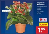 Geglitzerte Kalanchoe im Angebot bei Netto Marken-Discount in Bruchsal Geglitzerte Kalanchoe Angebote bei Netto Marken-Discount Bruchsal für 1,99 €