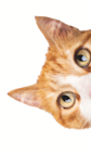 Aktuelle Katzenstreu Angebote bei Fressnapf in Rostock Aktuelles Klumpstreu Angebot bei Fressnapf in Rostock ab 3,19 €