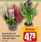 Besenheide und Scheinbeere in einem Topf oder Calla im Angebot bei REWE in Köln Besenheide und Scheinbeere in einem Topf oder Calla Angebote bei REWE Köln für 4,79 €