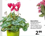 Aktuelle Alpenveilchen Angebote bei BayWa Bau- und Gartenmärkte in Nürnberg Aktuelles Alpenveilchen Angebot bei BayWa Bau- und Gartenmärkte in Nürnberg ab 2,99 €