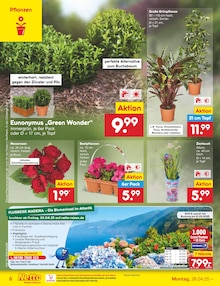 Pflanzen im Netto Marken-Discount Prospekt "Aktuelle Angebote" mit 44 Seiten (Paderborn)