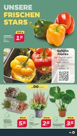 Aktueller Netto mit dem Scottie Prospekt mit Blumentopf, "Günstig. Besser. Für Dich.", Seite 3