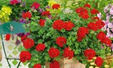 Hagebaumarkt Neunkirchen - Geranien Angebot im Prospekt Geranien bei Hagebaumarkt im Neunkirchen Prospekt für 2,29 €