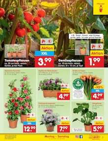 Blumen im Netto Marken-Discount Prospekt "Aktuelle Angebote" mit 61 Seiten (Jena)