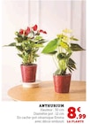 Anthurium en promo chez Super U Anthurium dans le catalogue Super U