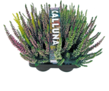 Calluna „Beauty Ladies“ für 4,99 € bei Netto mit dem Scottie im Angebot Calluna „Beauty Ladies“ im aktuellen Netto mit dem Scottie Prospekt