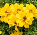 Zweizahn bei Pflanzen Kölle im Prospekt "" für 3,99 €