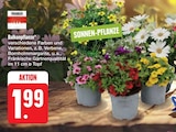 Angebot im E center Chemnitz Prospekt E center Chemnitz Prospekt mit im Angebot für 1,99 €
