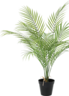 Palme im Angebot bei Hornbach in Hückelhoven Palme Angebote von Lafiora bei Hornbach Hückelhoven für 9,99 €