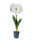 Amaryllis von  im aktuellen Lidl Prospekt für 2,99 €