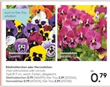 Stiefmütterchen oder Hornveilchen Angebote bei Hellweg Mettmann für 0,79 €