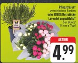Pfingstrosen im Angebot bei EDEKA in Gera Pfingstrosen Angebote von EDEKA bei EDEKA Gera für 4,99 €