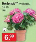 Aktuelle Hortensie Angebote bei Zimmermann in Oldenburg Aktuelles Hortensie Angebot bei Zimmermann in Oldenburg ab 6,99 €