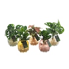 Plante en verrerie - Carrefour Plante en verrerie à 12,99 € dans le catalogue Carrefour