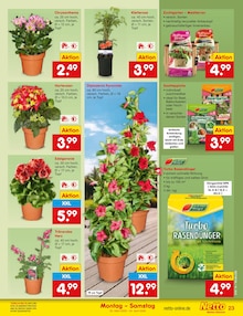 Chrysantheme im aktuellen Netto Marken-Discount Prospekt (Essen) Chrysantheme im Netto Marken-Discount Prospekt "Aktuelle Angebote" mit 62 Seiten (Essen)