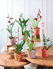Orchidée 1 Tige en promo chez Super U Valence à 8,99 €