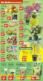 Rasensamen Angebot im aktuellen Thomas Philipps Prospekt auf Seite 2
