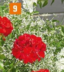 Wolfsmilch (Euphorbia) bei OBI in Neunkirchen Wolfsmilch (Euphorbia) im Angebot bei OBI Neunkirchen für 2,99 €