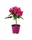 Bougainvillea Stamm bei Lidl im Prospekt "" für 6,99 €