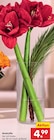 Amaryllis im Angebot bei Netto Marken-Discount in Plauen Amaryllis Angebote bei Netto Marken-Discount Plauen für 4,99 €