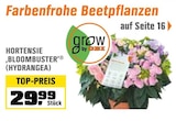 Hortensie ‚Bloombuster‘ (Hydrangea) im aktuellen Prospekt bei OBI in Schwäbisch Gmünd