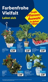 Aktueller Lidl Prospekt mit Kaffee, "LIDL LOHNT SICH", Seite 5