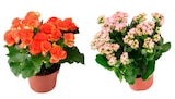 Carrefour Villeherviers - Promo Plante fleurie grosses fleurs Promo Plante fleurie grosses fleurs à 4,99 € dans le catalogue Carrefour à Villeherviers
