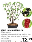 Bio Johannisbeeren von  im aktuellen Dehner Garten-Center Prospekt für 12,99 €