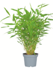 toom Baumarkt Hof - Oleander Angebot im Prospekt Oleander bei toom Baumarkt im Hof Prospekt für 12,99 €