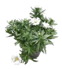 Aktuelle Blumen Angebote bei ZG Raiffeisen in Freiburg (Breisgau) Aktuelles Glattblattaster Angebot bei ZG Raiffeisen in Freiburg (Breisgau) ab 2,99 €