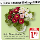 Bellis Gänseblümchen Trio bei EDEKA im Fischbachtal Prospekt für 1,79 €