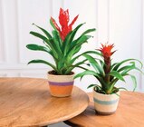 Bromelias en promo chez Super U Nanterre à 8,99 €