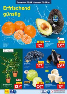 Zimmerpflanzen im Netto Marken-Discount Prospekt "Aktuelle Angebote" mit 70 Seiten (Duisburg)