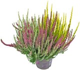 Aktuelles Calluna Garden Girls »Trio Girls« Angebot bei REWE in Bremen ab 2,99 €