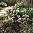 Ma Jardinerie Arc-lès-Gray - Promo Décorosier Mareva® rose Promo Décorosier Mareva® rose à 15,99 € dans le catalogue Ma Jardinerie à Arc-lès-Gray