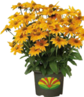 Garten-Sonnenhut Angebote bei Globus-Baumarkt Troisdorf für 12,99 €