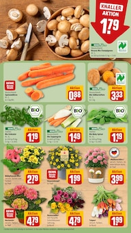 Pflanzen im REWE Prospekt "Dein Markt" mit 28 Seiten (Saarbrücken)