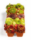 Aktuelle Pflanzen Angebote bei Netto Marken-Discount in Mönchengladbach Aktuelles Hauswurz Angebot bei Netto Marken-Discount in Mönchengladbach ab 5,99 €