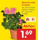 Aktuelles Geranien Angebot bei Netto Marken-Discount in Leipzig ab 1,69 €
