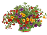 Netto mit dem Scottie - Calibrachoa Trio Angebot im Prospekt Calibrachoa Trio bei Netto mit dem Scottie im Prospekt "" für 2,49 €