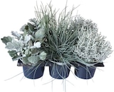 Strukturpflanzen-Mix 'Silver Surfer' Angebote bei REWE Bornheim für 5,99 €