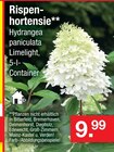 Aktuelle Hortensie Angebote bei Zimmermann in Bremen Aktuelles Rispenhortensie Angebot bei Zimmermann in Bremen ab 9,99 âŹ