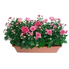 Jardinière de chrysanthèmes - Carrefour à Ermont Jardinière de chrysanthèmes en promo chez Carrefour Ermont à 8,99 €
