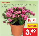 Pernettya im Angebot bei Netto Marken-Discount in Bad Salzuflen Pernettya Angebote bei Netto Marken-Discount Bad Salzuflen für 3,49 €