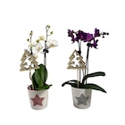 Mini orchidée en promo à 4,99 € chez Carrefour Mini orchidée dans le catalogue Carrefour