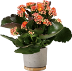 Drachenbaum Angebote von FloraSelf bei Hornbach Hagen für 2,99 €